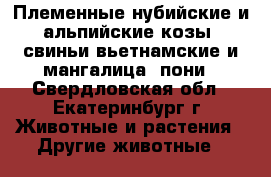 Племенные нубийские и альпийские козы, свиньи вьетнамские и мангалица, пони - Свердловская обл., Екатеринбург г. Животные и растения » Другие животные   